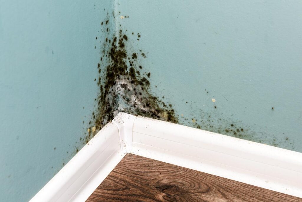 mold in the home The Importance of Regular Domestic Cleaning for a Healthy Home